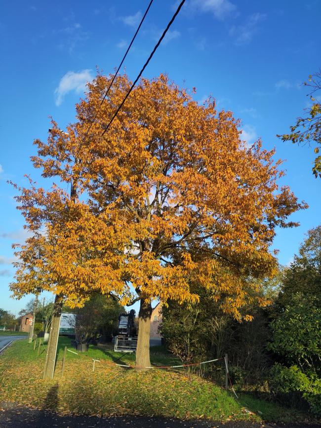 Quercus serrata 'Léon'
