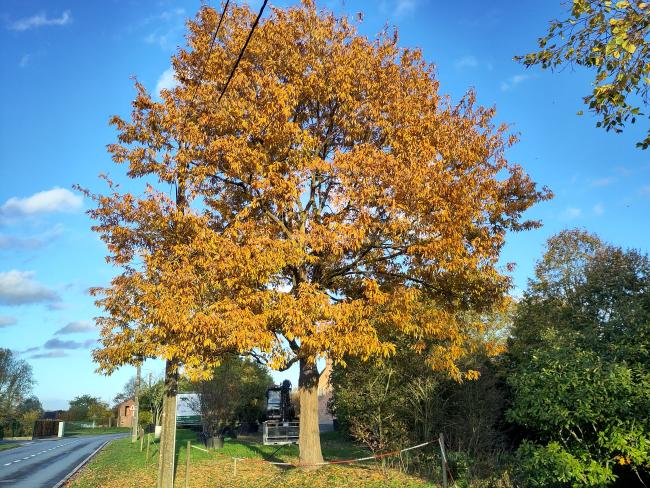 Quercus serrata 'Léon'