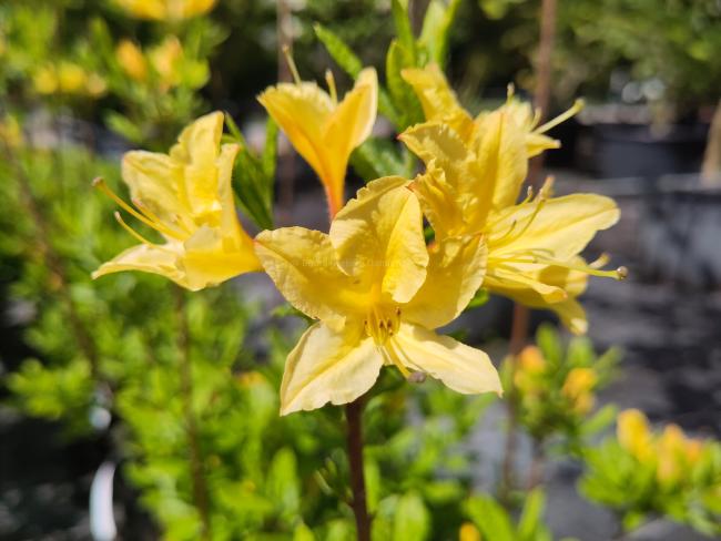Rhododendron 'Arpège' (az)