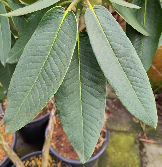 Rhododendron auriculatum (seedling)