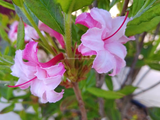 Rhododendron 'Corneille' (Ghent Azalea)