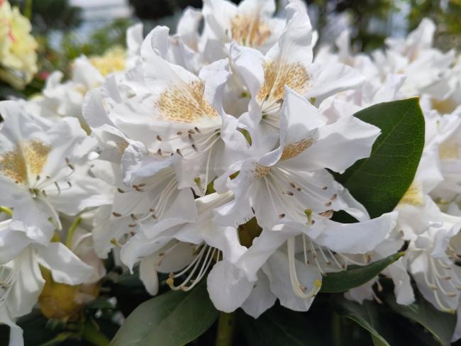 Rhododendron 'Cunningham's White'