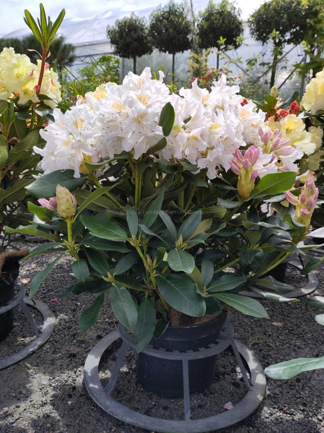 Rhododendron 'Cunningham's White'