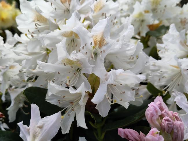 Rhododendron 'Cunningham's White'