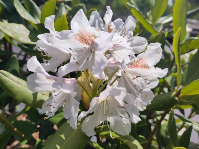 Rhododendron 'Cunningham's White'