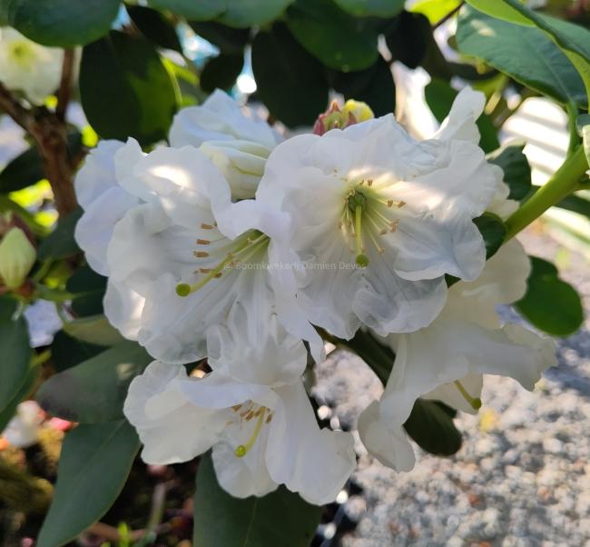 Rhododendron decorum