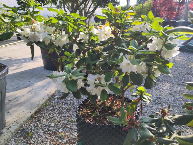 Rhododendron decorum