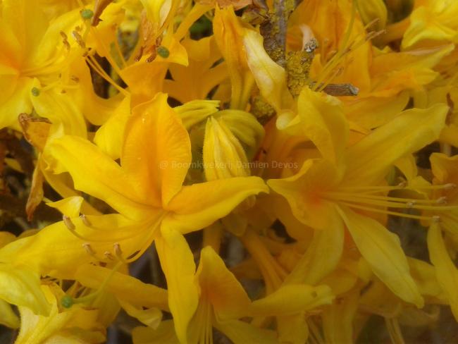 Rhododendron luteum (Azalea pontica)