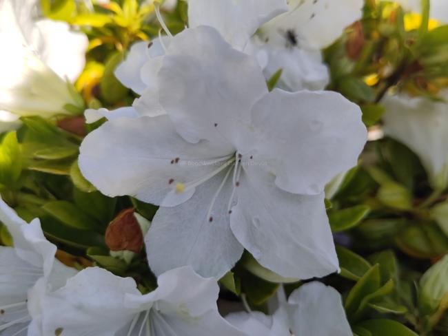 Rhododendron 'Pleasant White' (AZ)