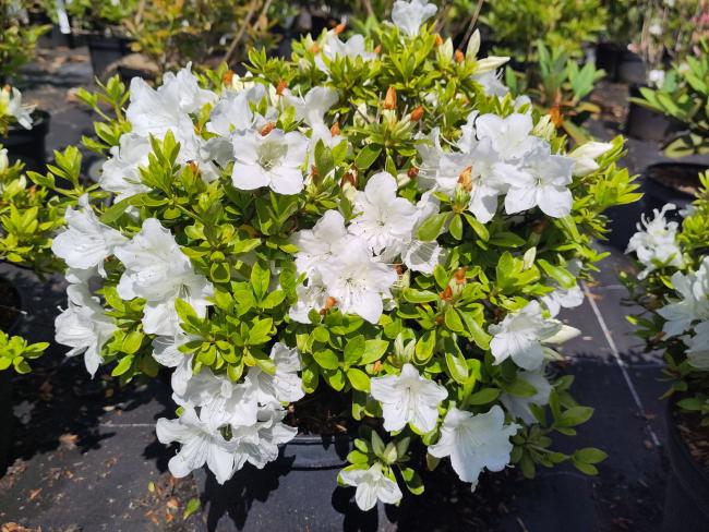 Rhododendron 'Pleasant White' (AZ)