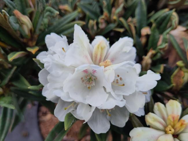 Rhododendron roxieanum var oreonastes