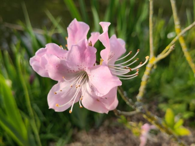 Rhododendron schlippenbachii (A. schlippenbachii)