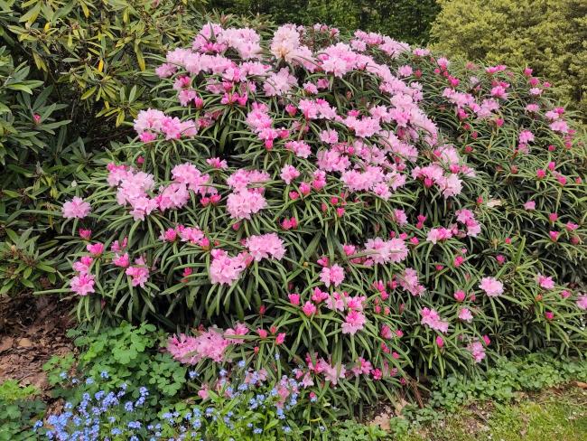 Rhododendron schlippenbachii (A. schlippenbachii)
