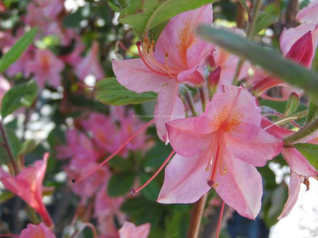 Rhododendron 'Soir de Paris' (Viscosa Azalea)