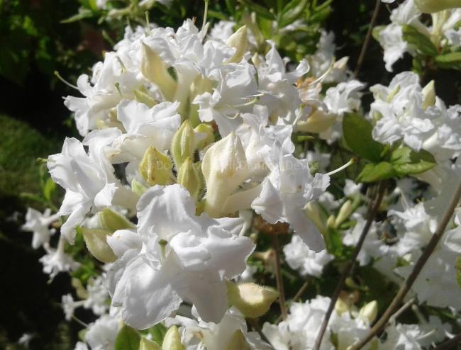 Rhododendron 'Whitethroat' (Mollis Azalea)