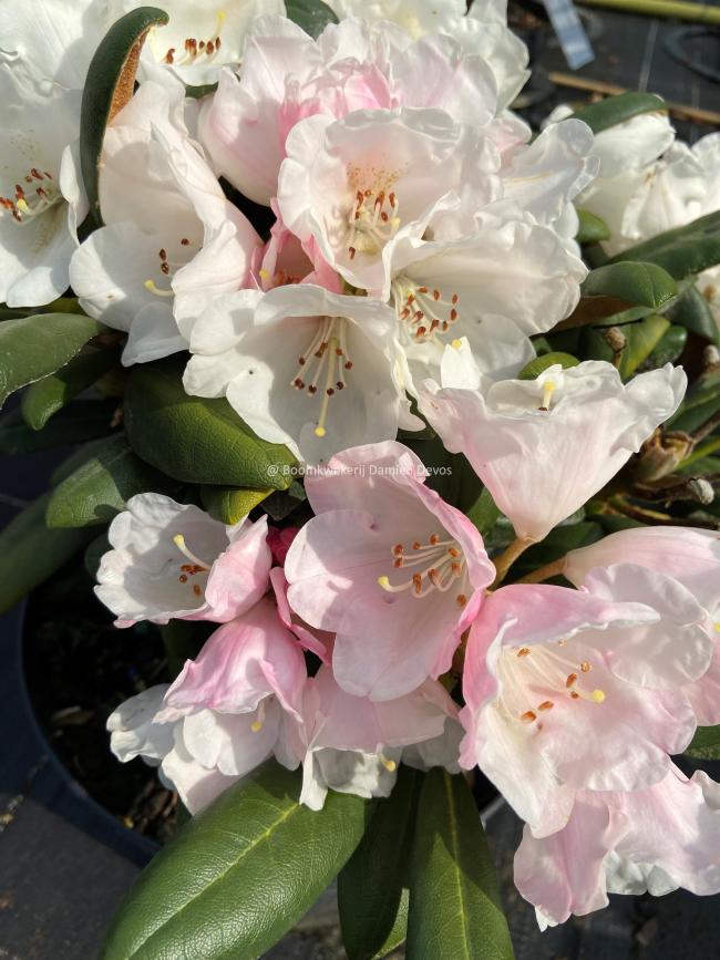 Rhododendron yakushimanum