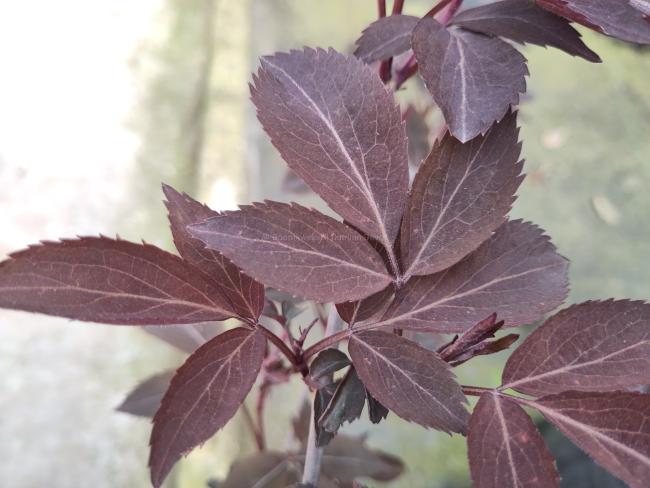 Sambucus nigra 'Milk Chocolate'