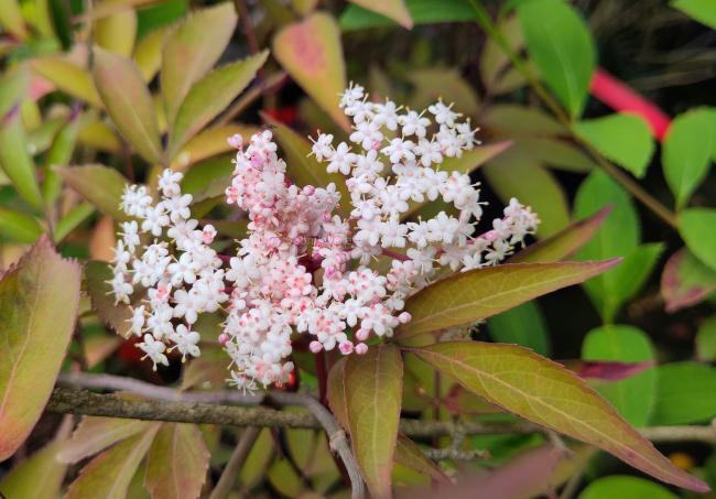 Sambucus nigra 'Milk Chocolate'