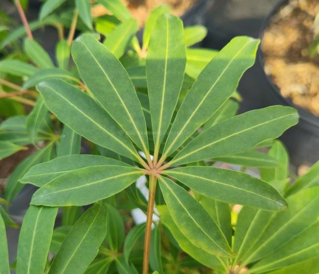 Schefflera taiwania