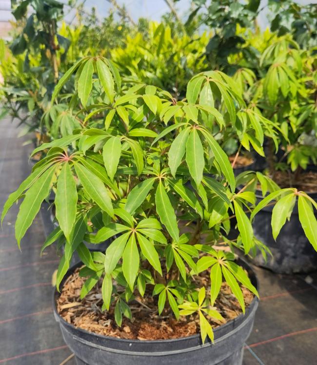 Schefflera taiwania