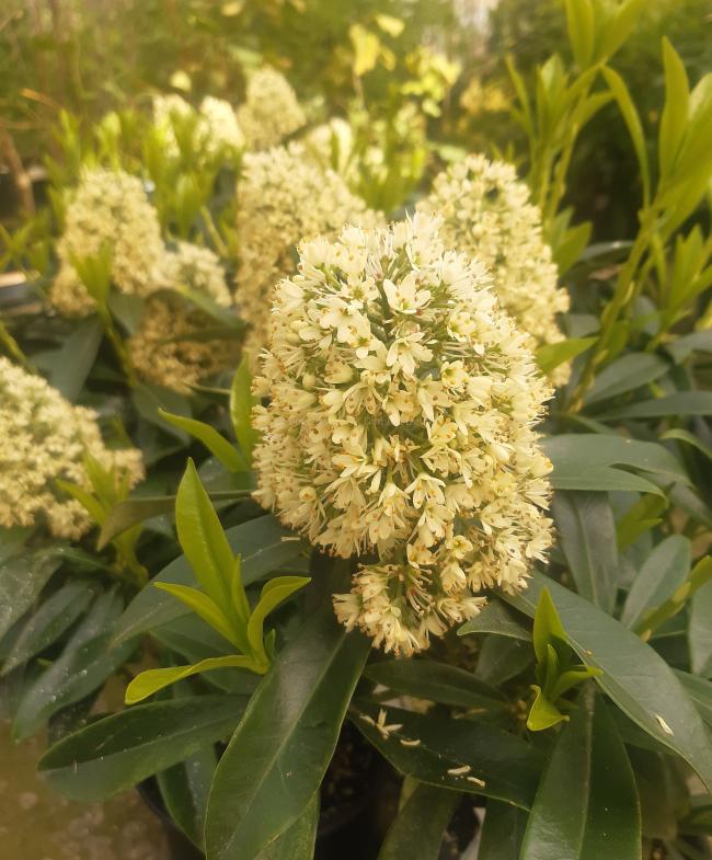 Skimmia confusa 'Kew Green'