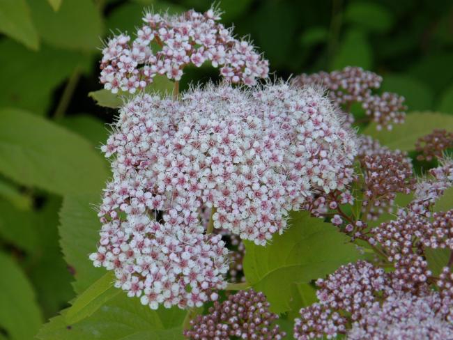 Spiraea fritschiana