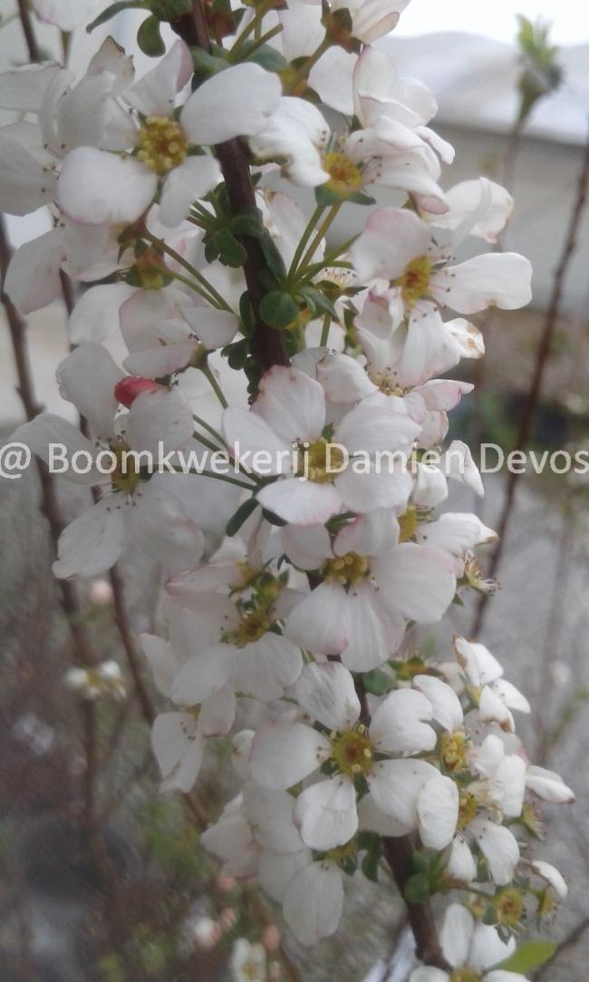 Spiraea thunbergii 'Fujino Pink'