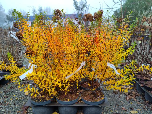 Spiraea thunbergii 'Fujino Pink'