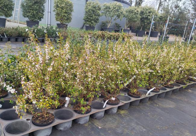 Spiraea thunbergii 'Fujino Pink'