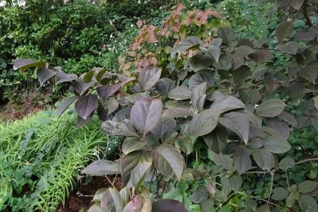 Styrax japonicus 'Purple Dress'
