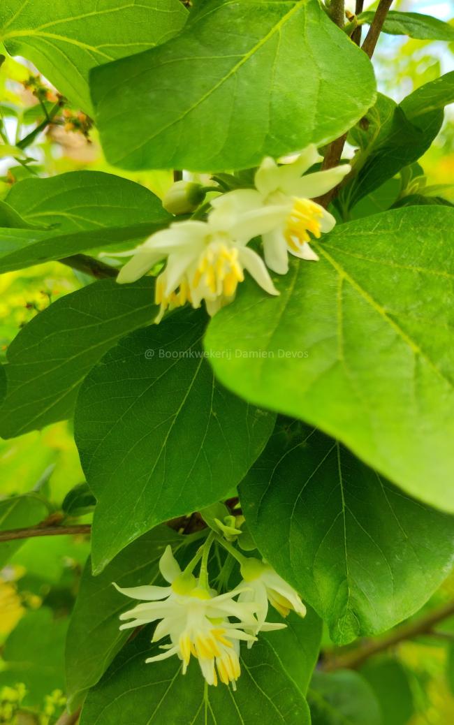 Styrax officinalis Styrax officinalis