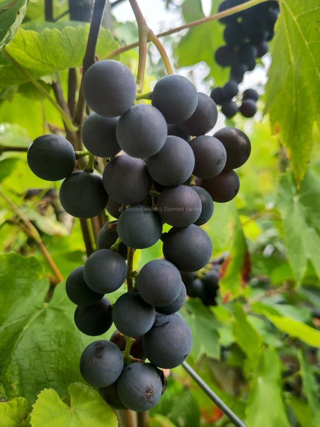 Vitis 'Buffalo' (blue)