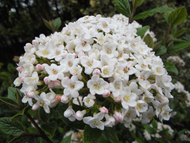 Viburnum burkwoodii (x) Viburnum burkwoodii (x)