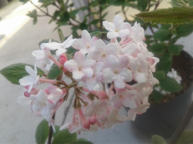 Viburnum carlesii 'Juddii' Viburnum carlesii 'Juddii'