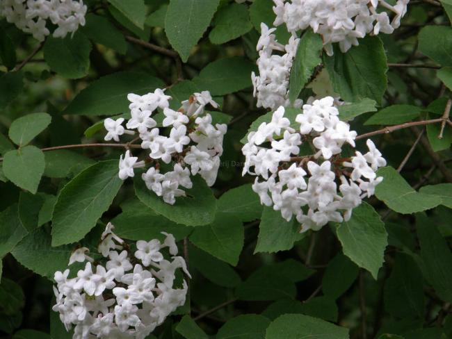 Viburnum carlesii 'Juddii' Viburnum carlesii 'Juddii'