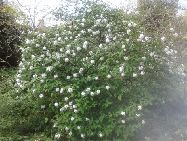Viburnum carlesii 'Juddii' Viburnum carlesii 'Juddii'