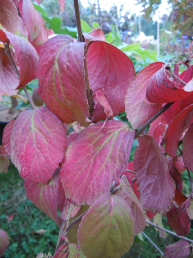 Viburnum carlesii 'Juddii' Viburnum carlesii 'Juddii'