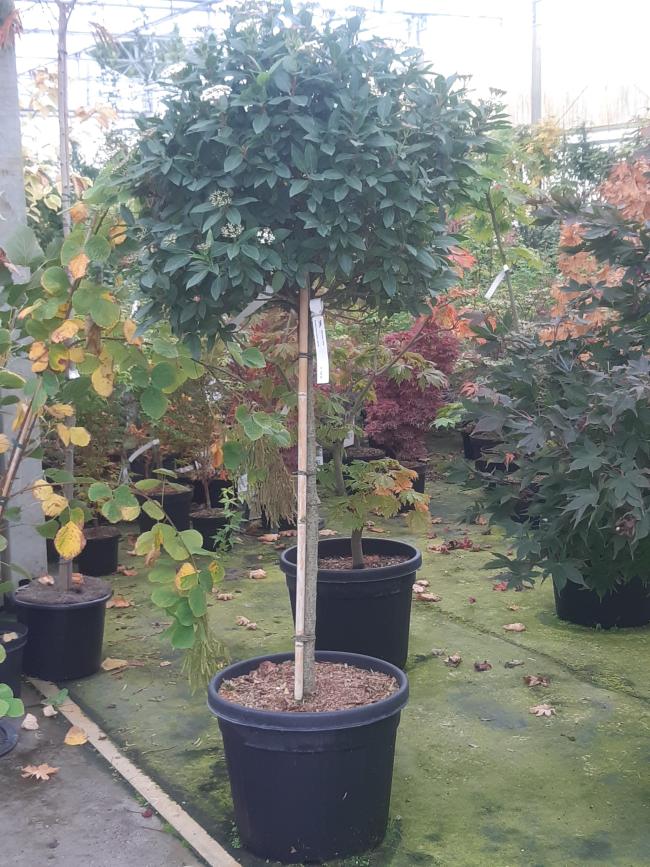 Viburnum tinus