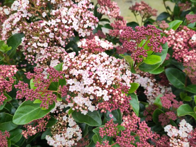 Viburnum tinus 'Lisarose' (= 'Loren') ®