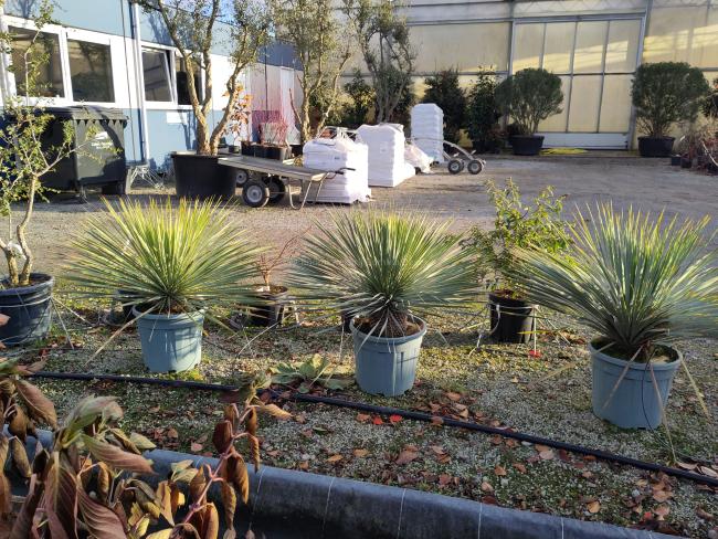 Yucca rostrata ‘Blue Swan’