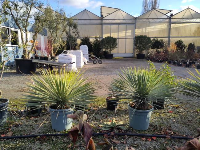 Yucca rostrata ‘Blue Swan’